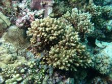 Acropora samoensis