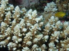 Acropora secale