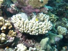 Acropora secale