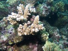Acropora lutkeni