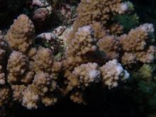 Acropora lutkeni