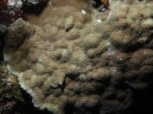 Porites vaughani