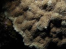 Porites vaughani