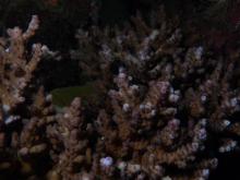 Acropora solitaryensis