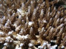 Acropora valida