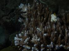 Acropora valida