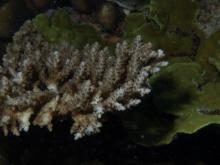 Acropora donei