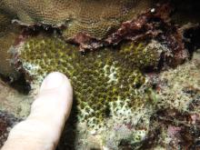Leptastrea inaequalis