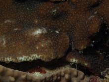 Favia stelligera