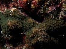 Cyphastrea microphthalma