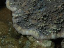 Echinophyllia aspera