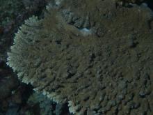 Acropora clathrata