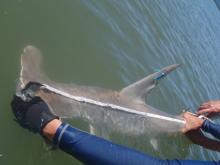 Measuring a tagged hammerhead shark before release