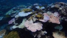 Reef bleaching in March 2017
