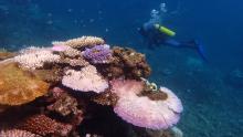 Reef bleaching in Marh 2017