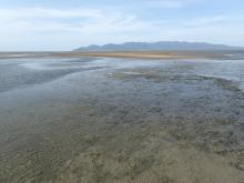 Intertidal seagrass meadow