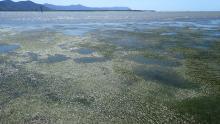 Intertidal seagrass meadow