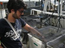 Seagrass photosynthetic responses to low light