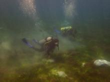 Divers survey a subtidal seagrass meadow at Green Island