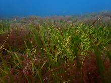 Subtidal mixed species meadow