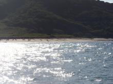 Turtle tracks on Peak island