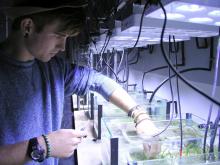Adam Wilkinson preparing seagrass for herbicide exposure, Australian Institute of Marine Science, Townsville