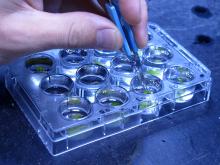 Seagrass well plate herbicide exposure experiment, Australian Institute of Marine Science, Townsville