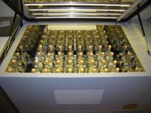 Incubator with flasks in the herbicide degradation experiment, Australian Institute of Marine Science, Townsville