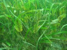 Mixed seagrass community at Magnetic Island
