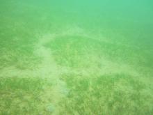 Dugong feeding trails in the seagrass meadows at Magnetic Island