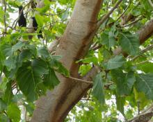 Pisonia grandis - Lady Elliot Island