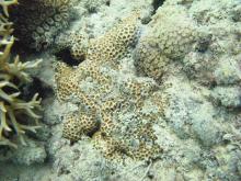 Leptastrea purpurea
