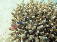 Acropora samoensis