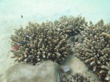 Acropora samoensis