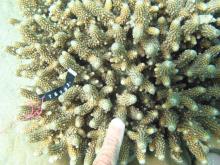 Acropora samoensis