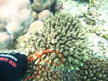 Acropora prostrata