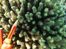 Acropora prostrata