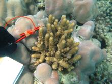 Acropora humilis