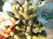 Acropora humilis