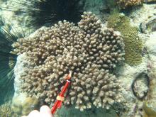 Acropora sarmentosa