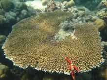 Acropora hyacinthus
