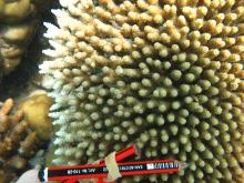 Acropora hyacinthus