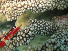 Acropora florida