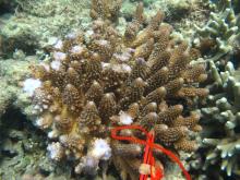 Acropora gemmifera