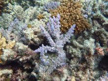 Acropora horrida
