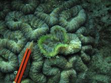 Lobophyllia hemprichii