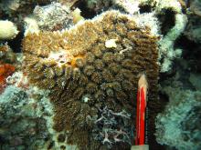 Galaxea fascicularis