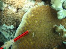 Echinopora lamellosa