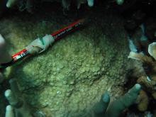 Astreopora listeri
