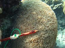Physogyra lichtensteini